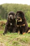 DOGUE DU TIBET 786